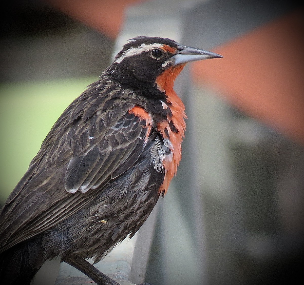 Long-tailed Meadowlark - ML646939903