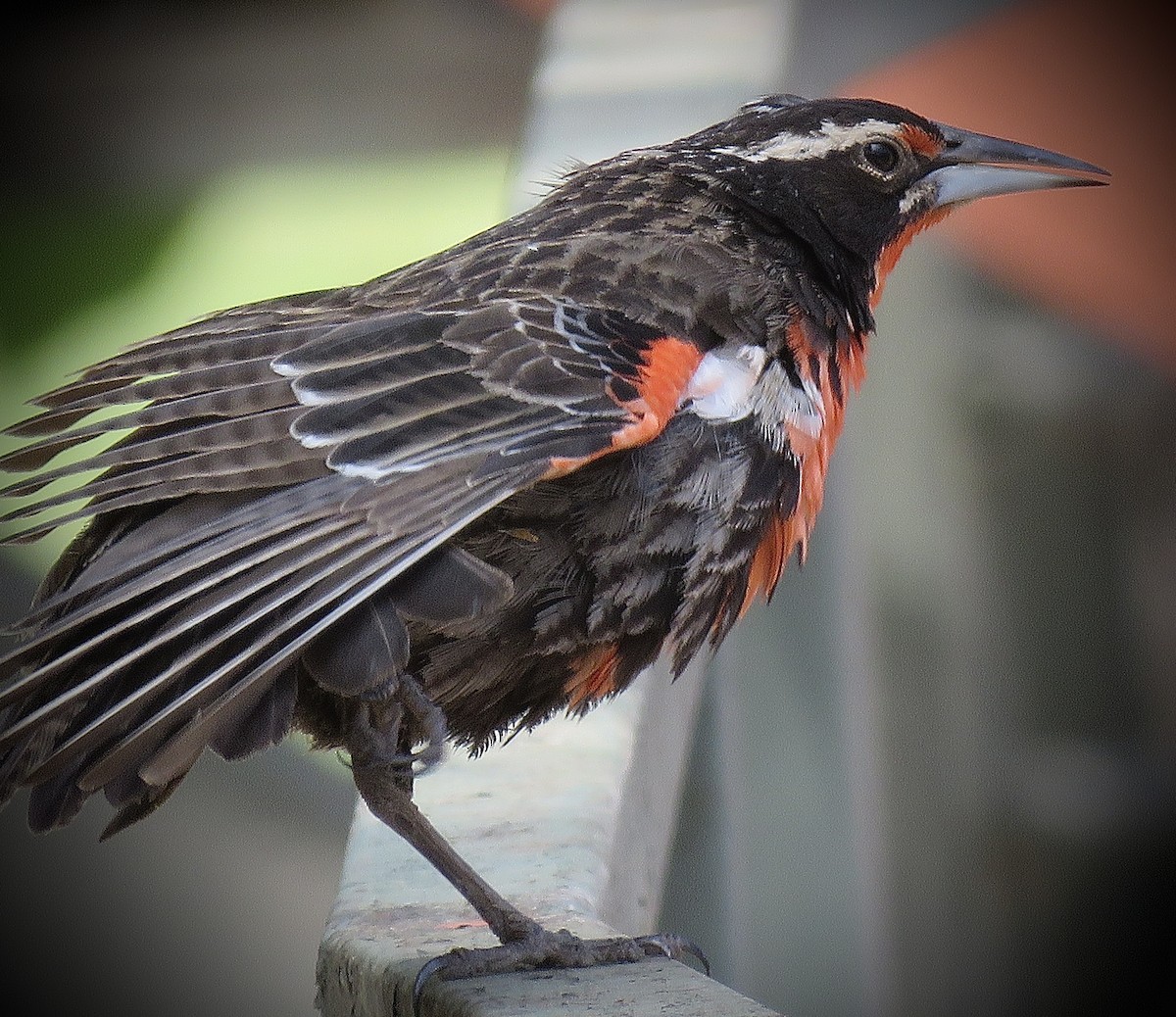 Long-tailed Meadowlark - ML646939904
