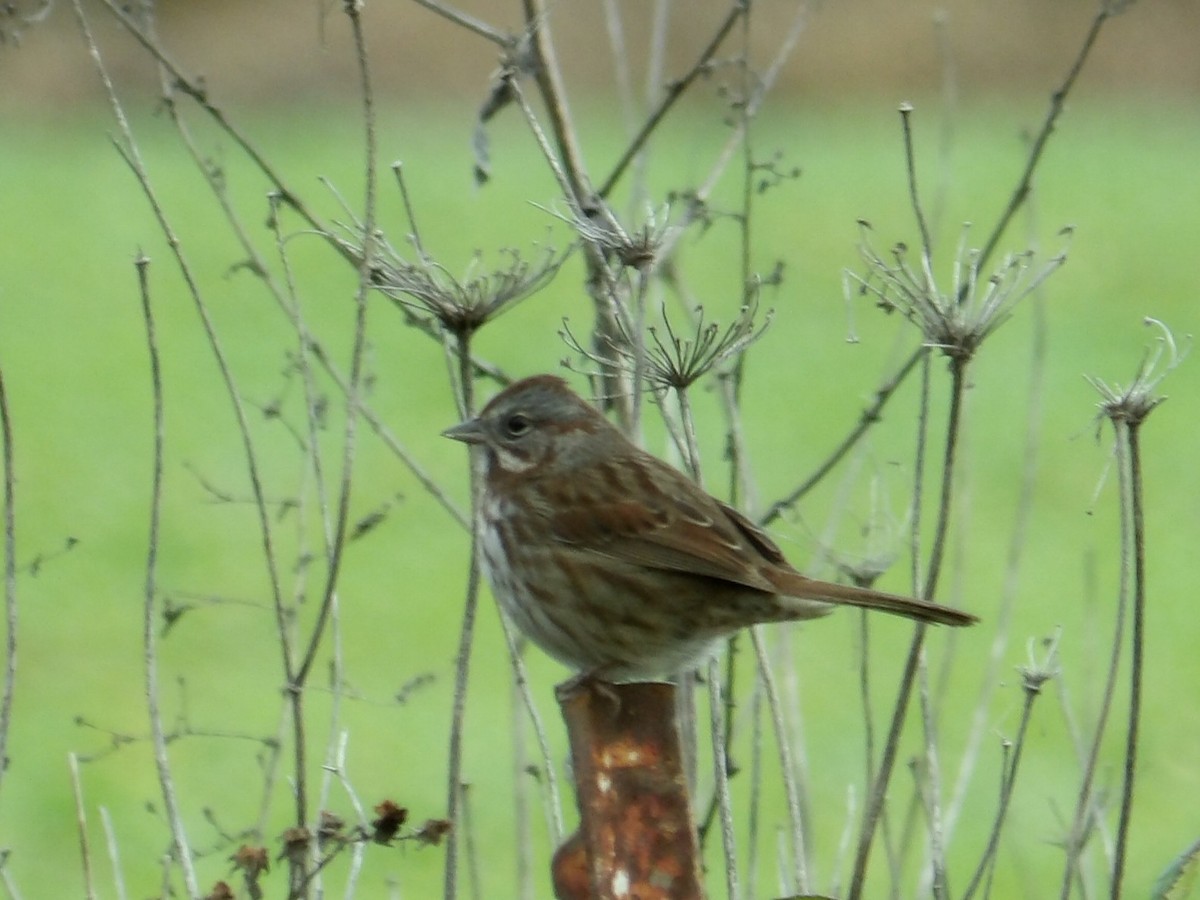 Song Sparrow - ML646939905