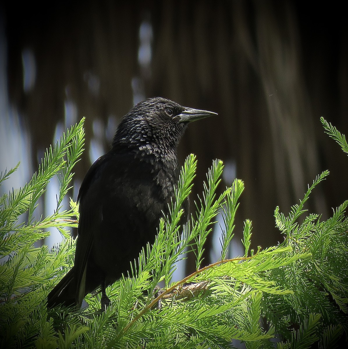 Austral Blackbird - ML646939907