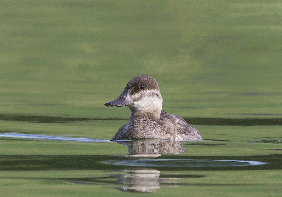 Савка американська - ML646939912