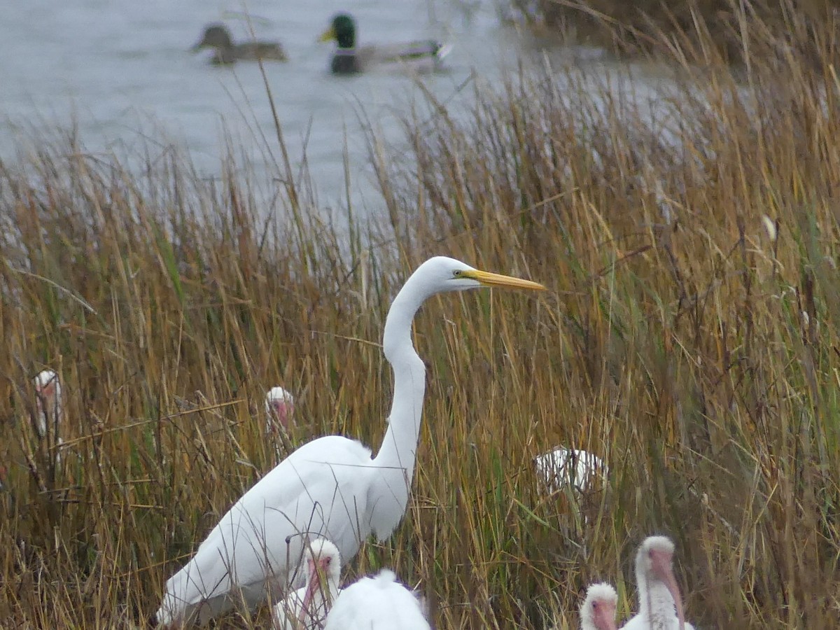 Great Egret - ML646939915