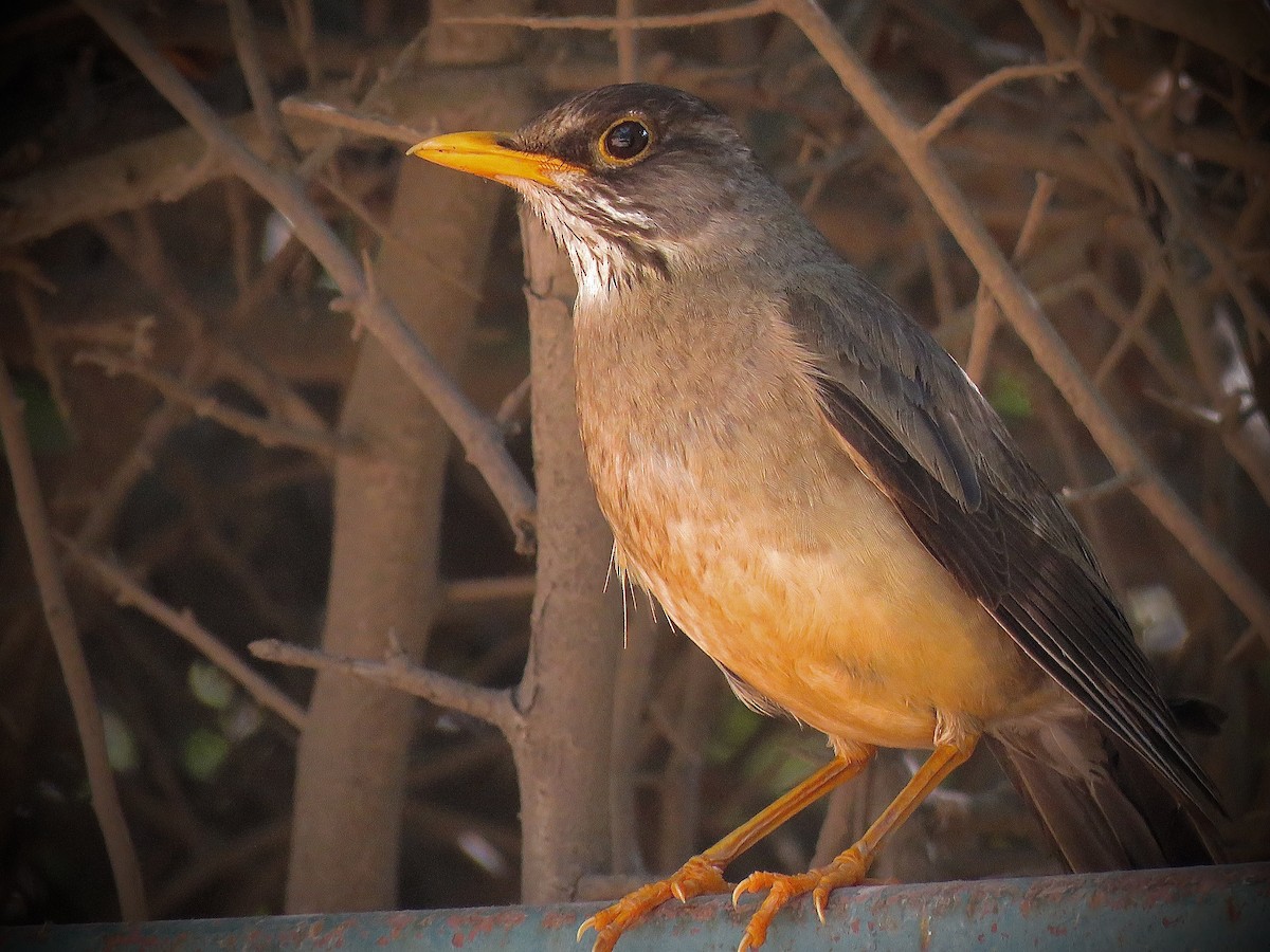 Austral Thrush (Magellan) - ML646939916