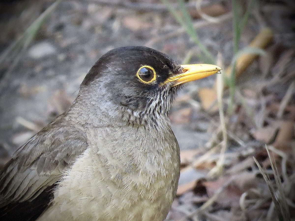 Austral Thrush (Magellan) - ML646939917