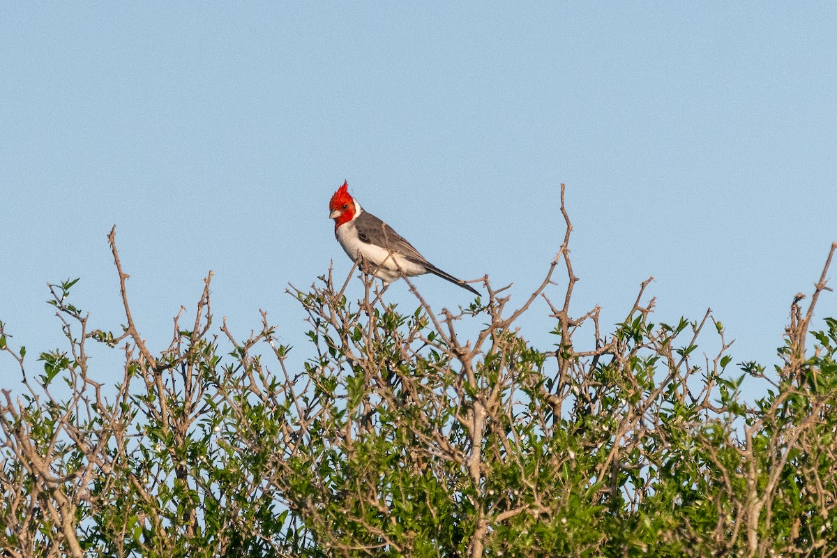 Пароарія чубата - ML646939919