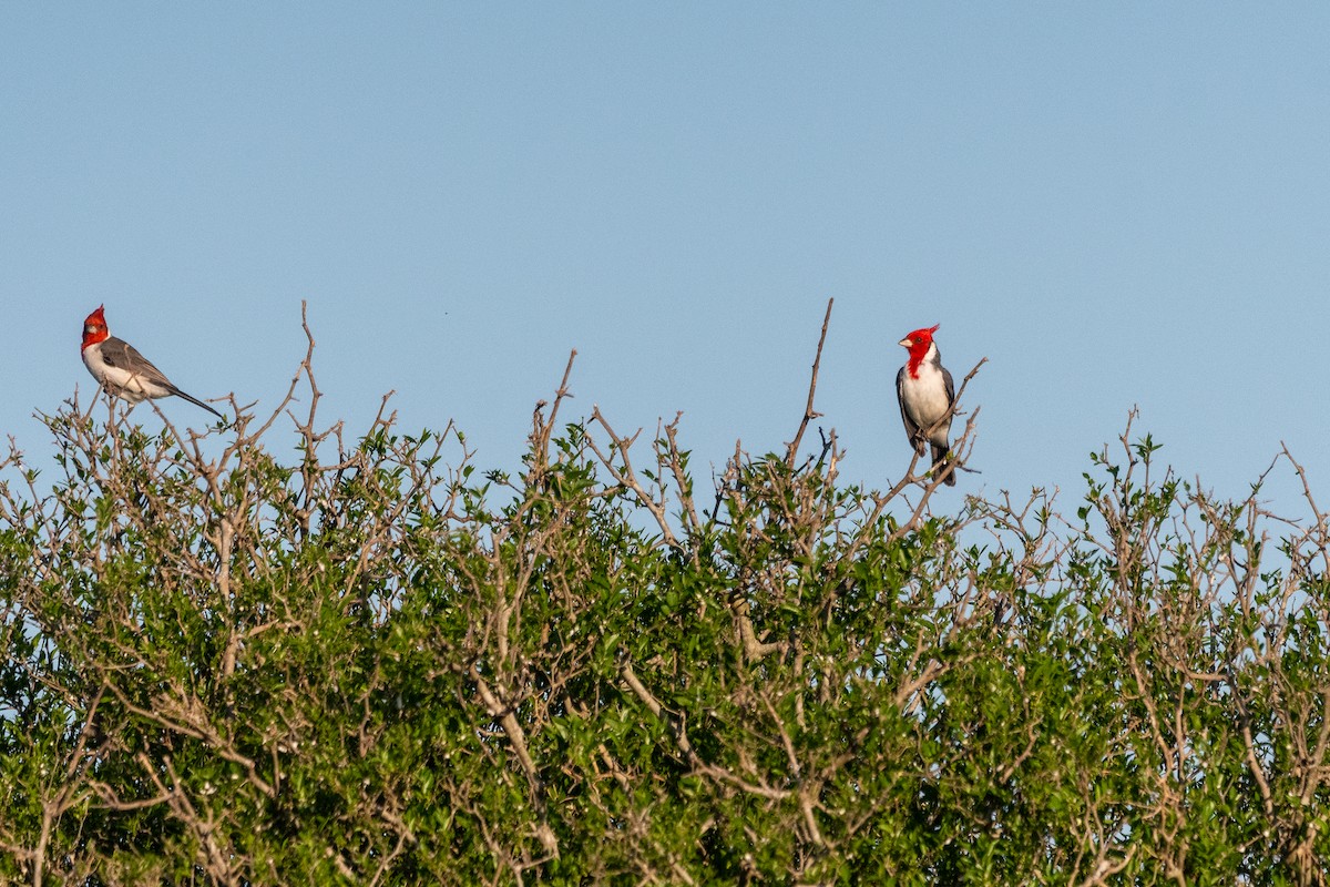 Пароарія чубата - ML646939920