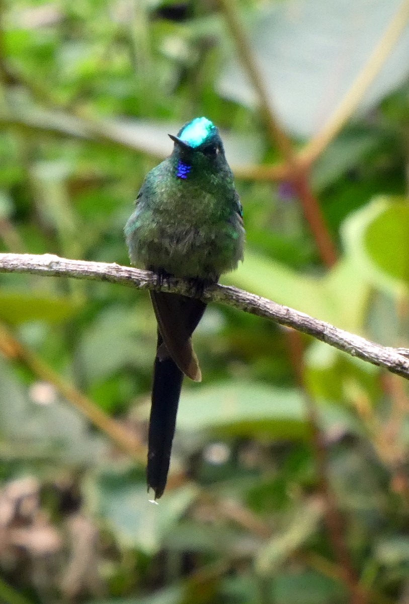 Long-tailed Sylph - ML646939923