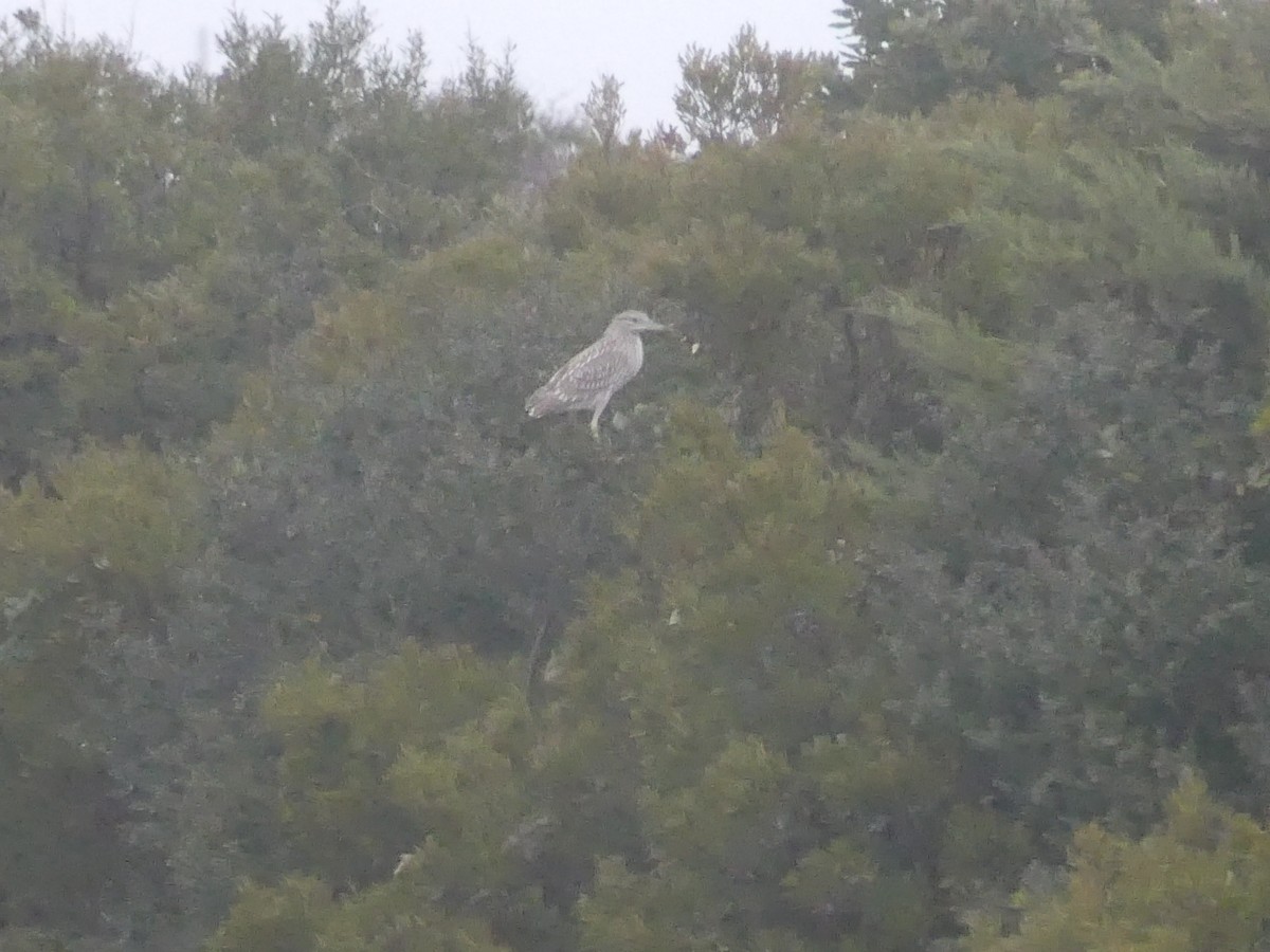 Black-crowned Night Heron - ML646939925