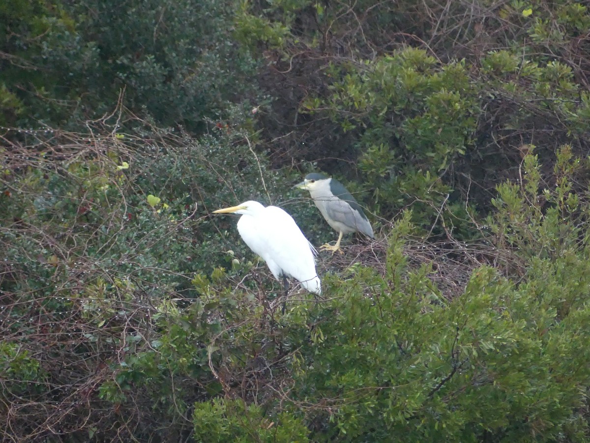 Black-crowned Night Heron - ML646939926