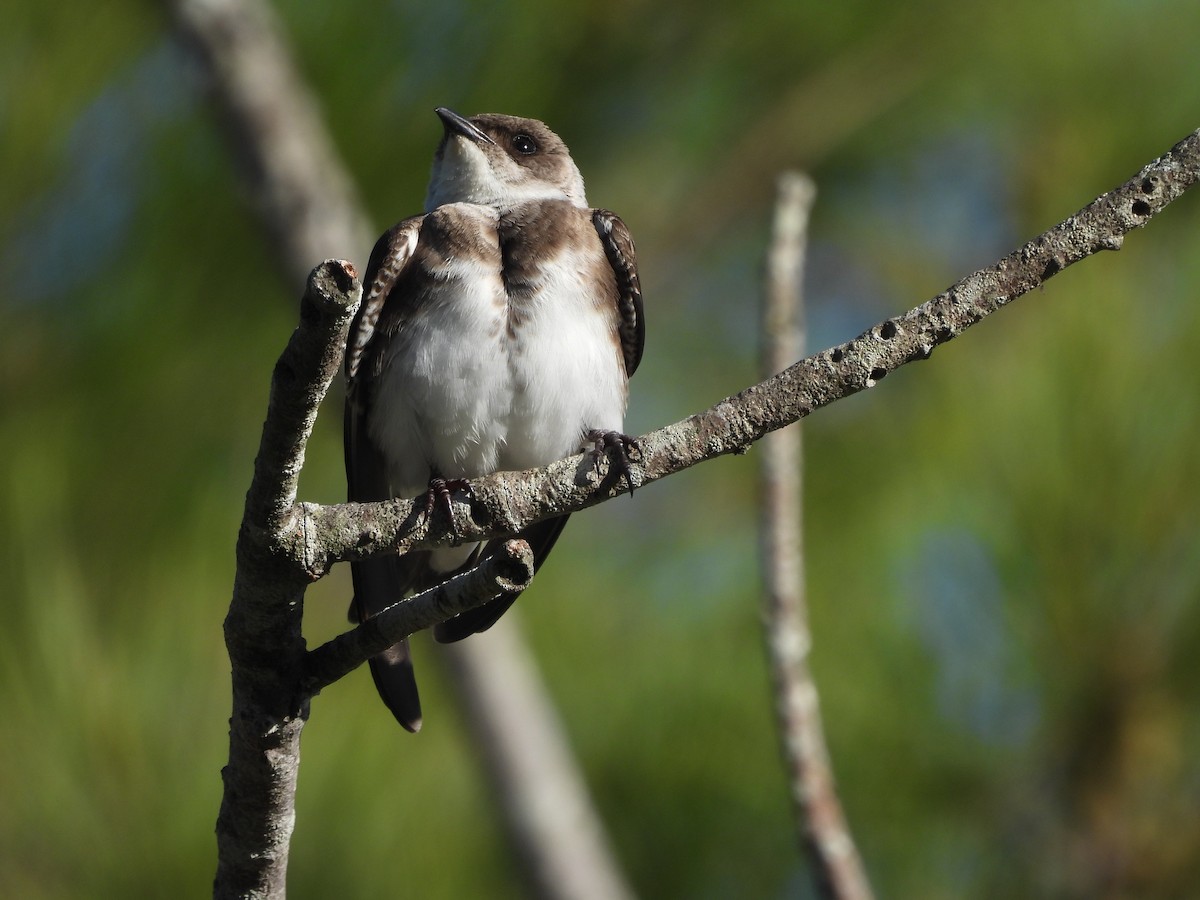 チャムネツバメ - ML646939928