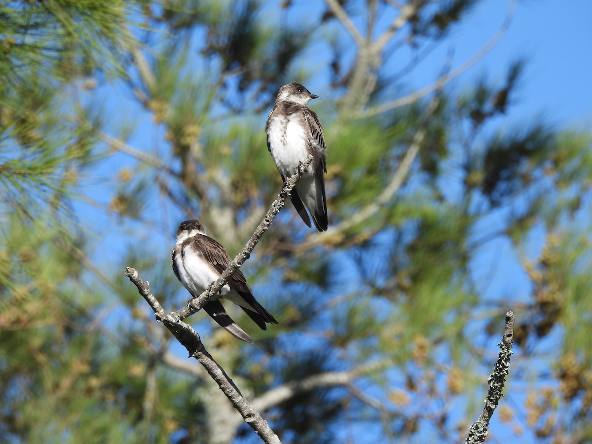 チャムネツバメ - ML646939929