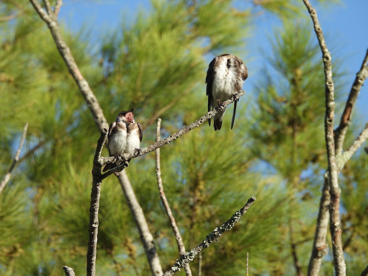 チャムネツバメ - ML646939930