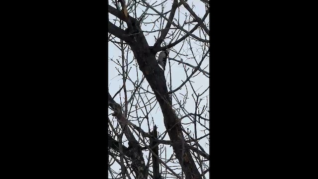 Пушистый дятел - ML646939935