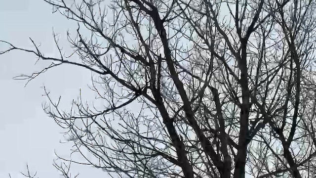 Пушистый дятел - ML646939938