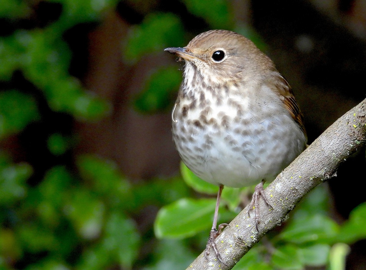 Hermit Thrush - ML646939941