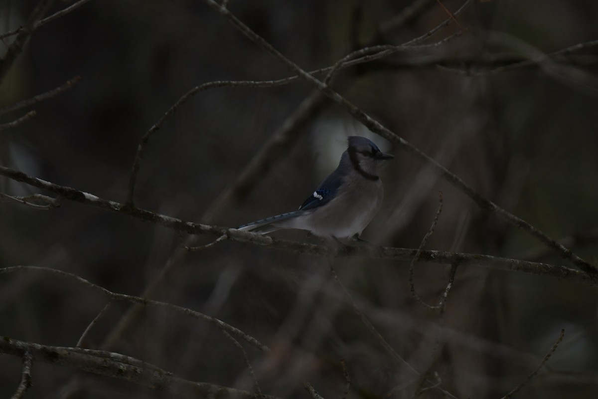 Blue Jay - ML646939944