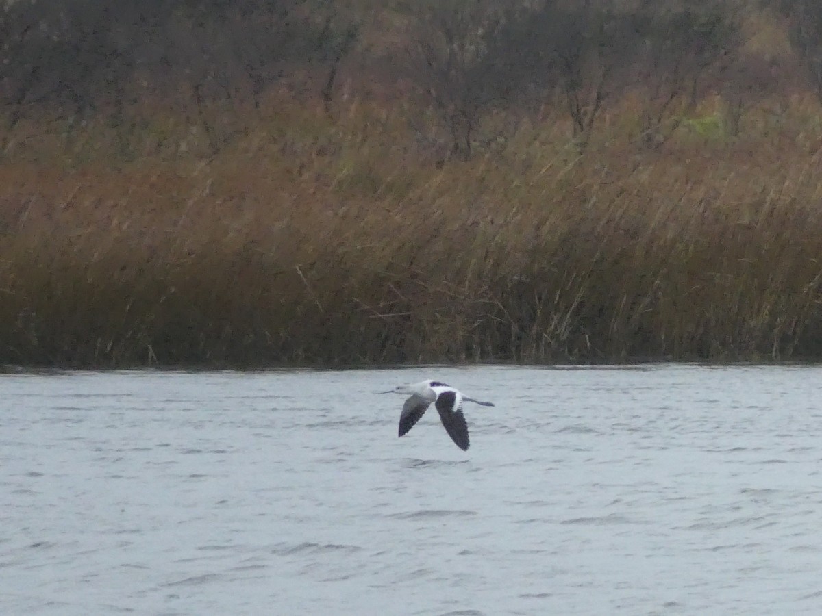 American Avocet - ML646939946