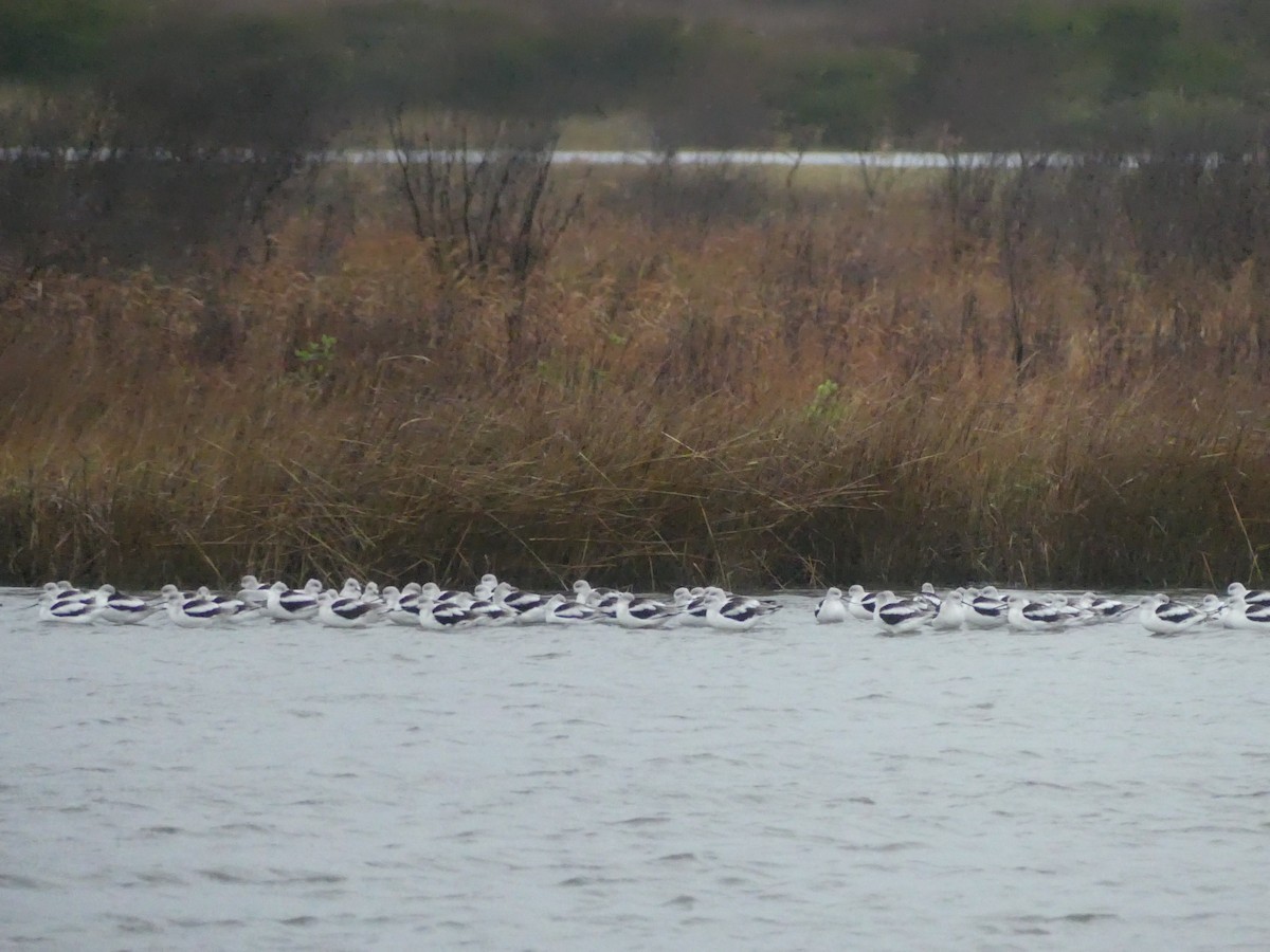 American Avocet - ML646939947