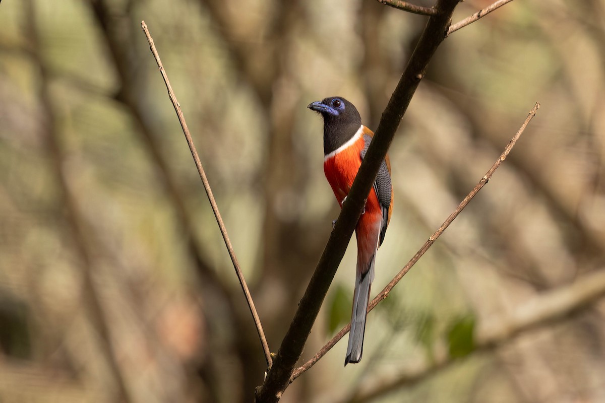 Trogon de Malabar - ML646939948