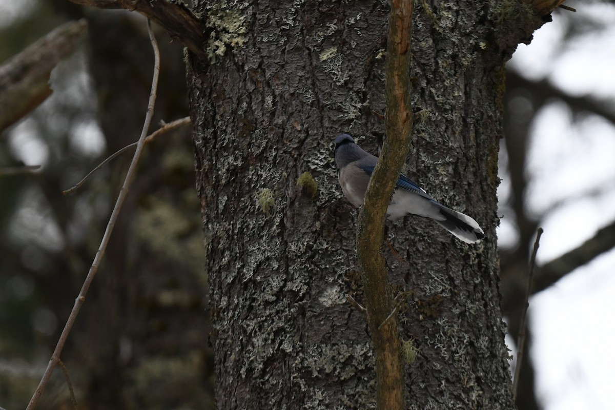 Blue Jay - ML646939949