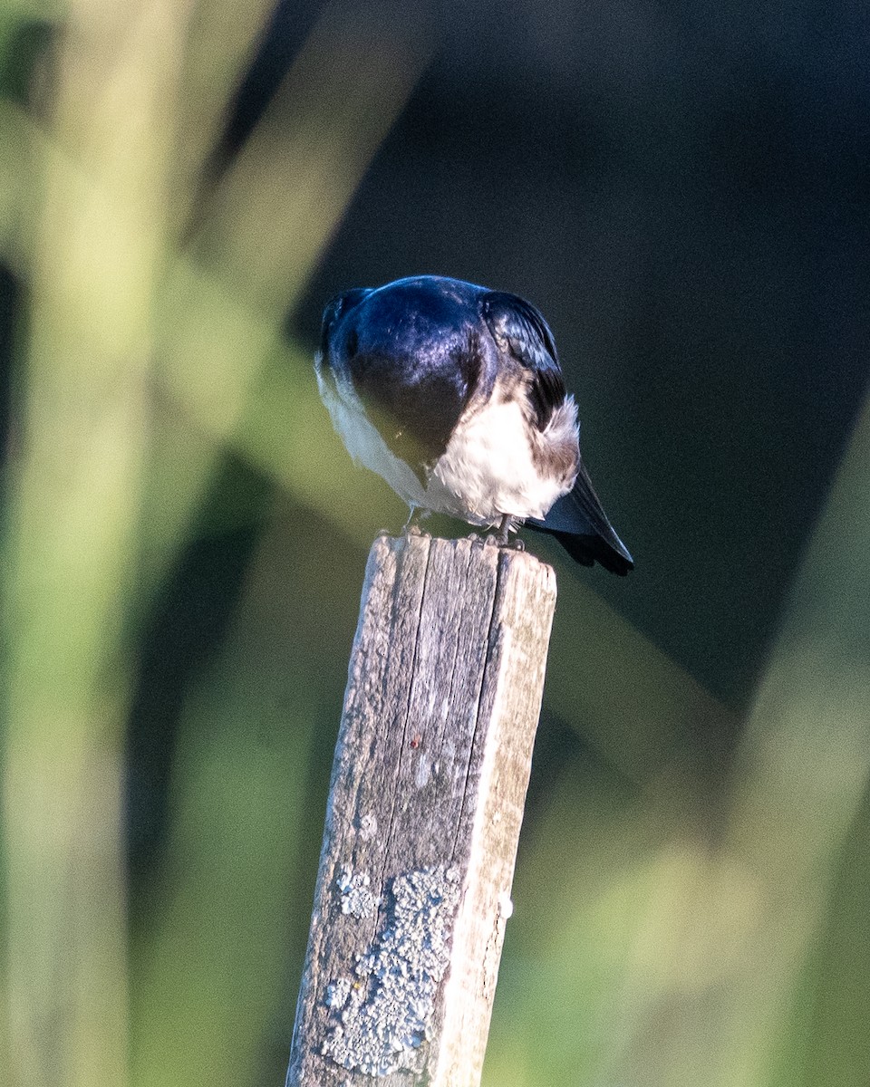 Ластівка сільська - ML646939951
