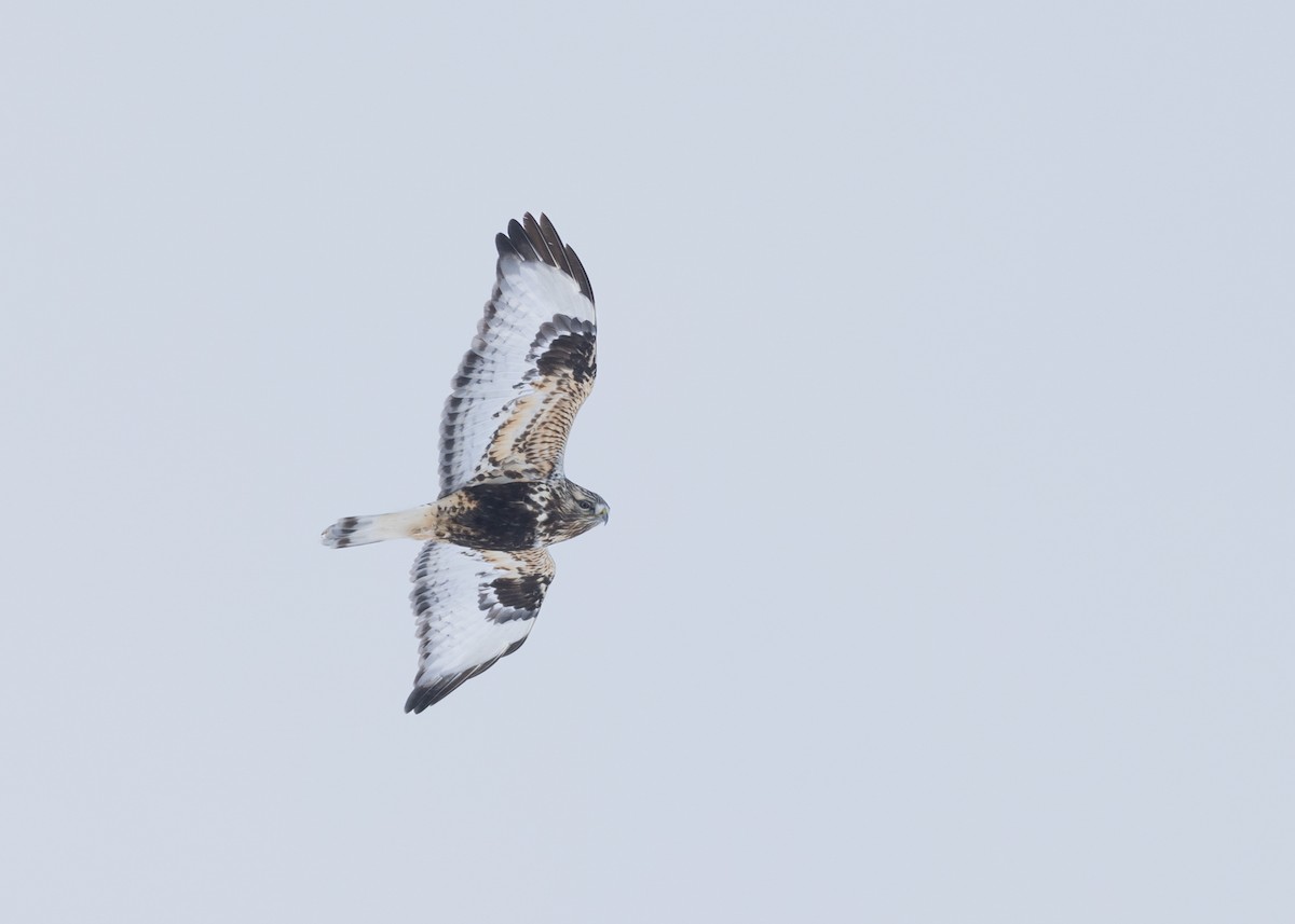 Raufußbussard - ML646939952