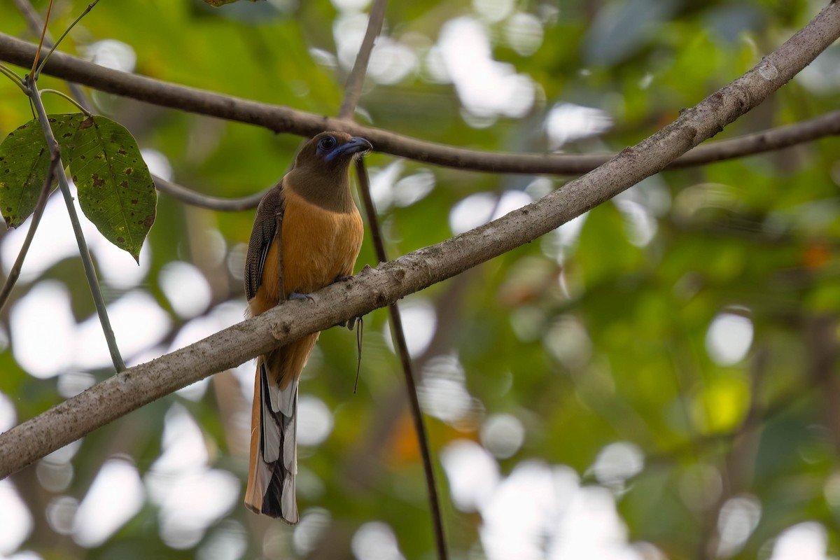 Trogon de Malabar - ML646939953