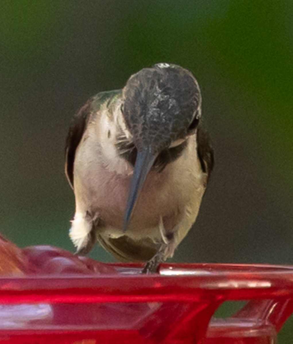 Black-chinned Hummingbird - ML646939954