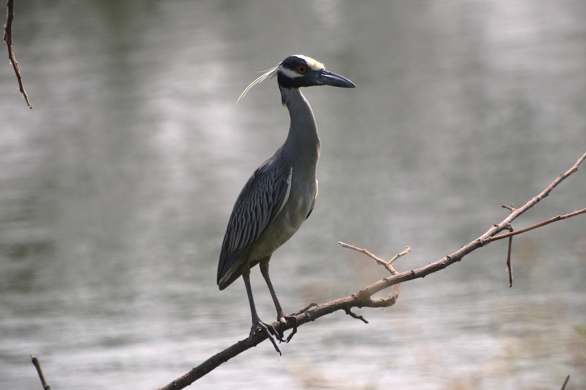 Yellow-crowned Night Heron - ML646939955