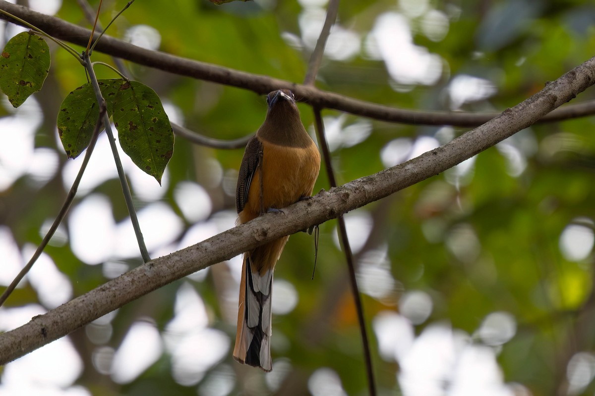 Trogon de Malabar - ML646939956
