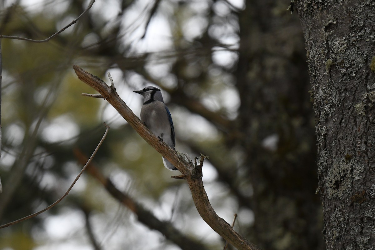 Blue Jay - ML646939957