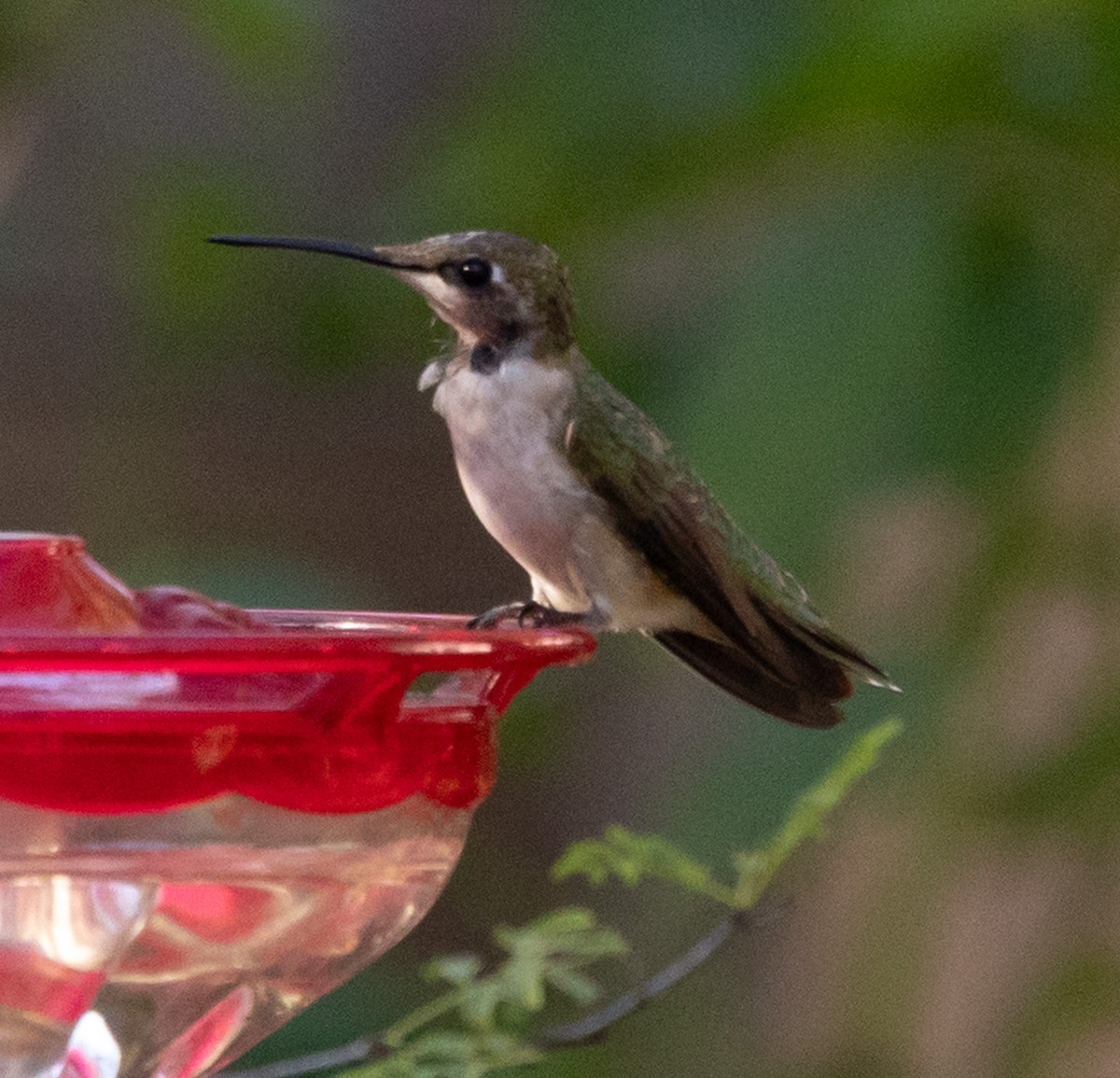 Black-chinned Hummingbird - ML646939961