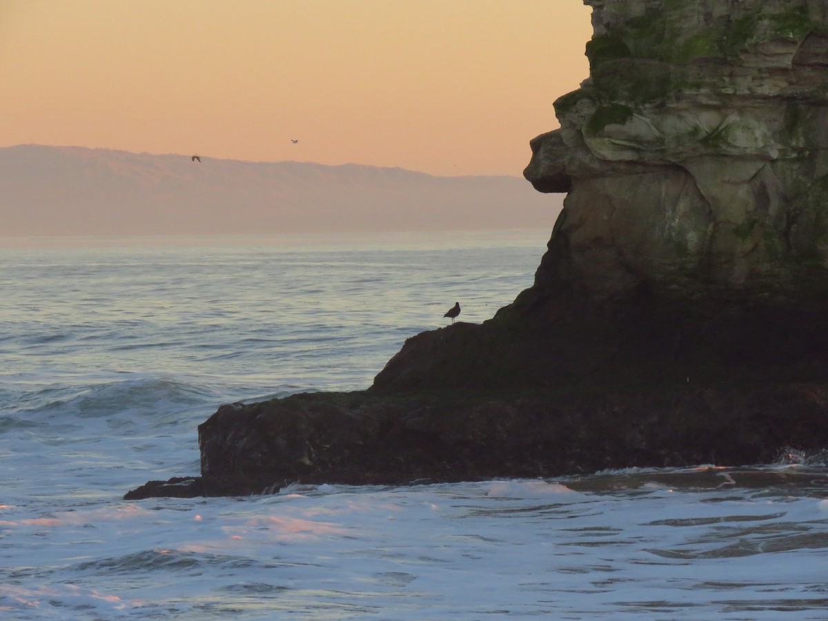 Txirri grisa - ML646939963