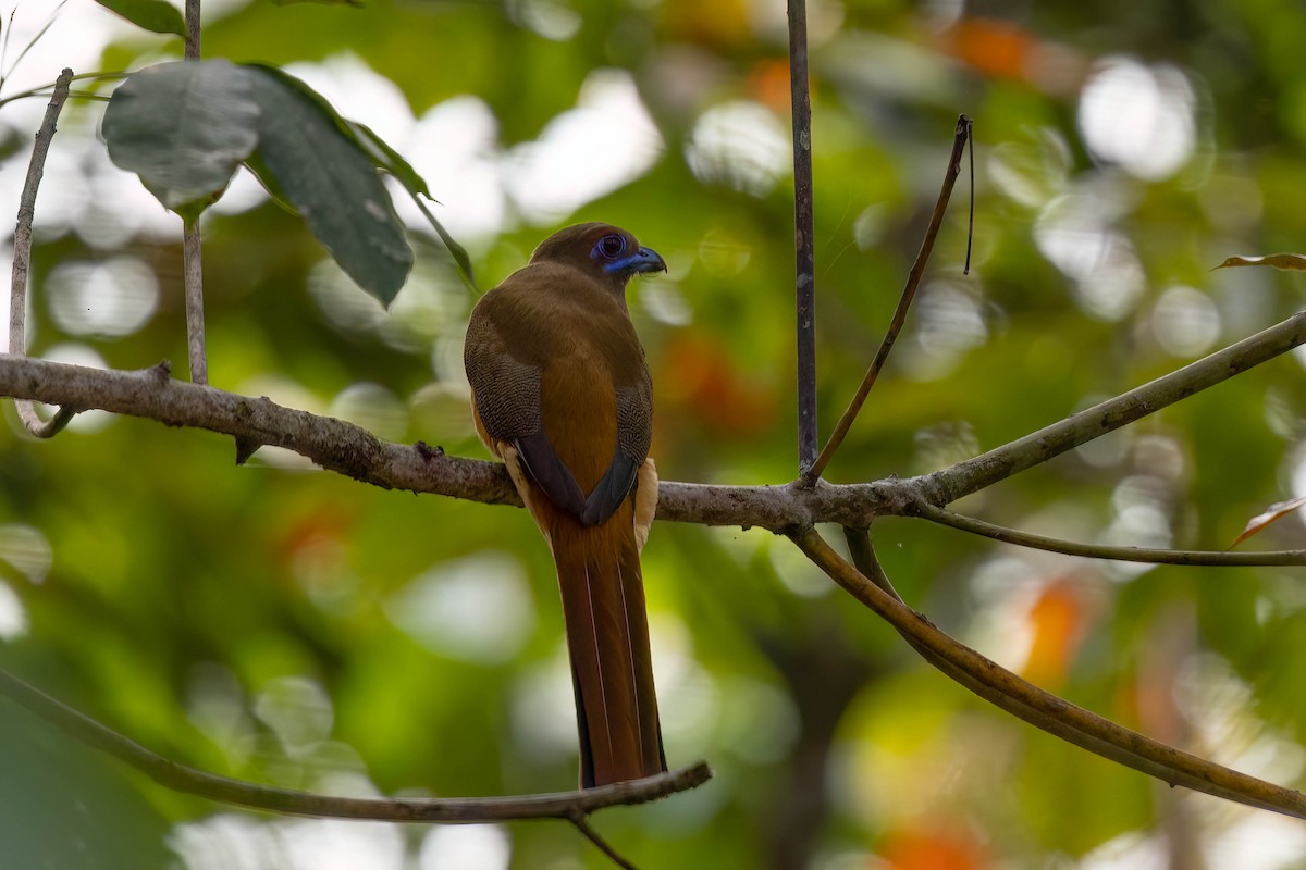 Trogon de Malabar - ML646939964