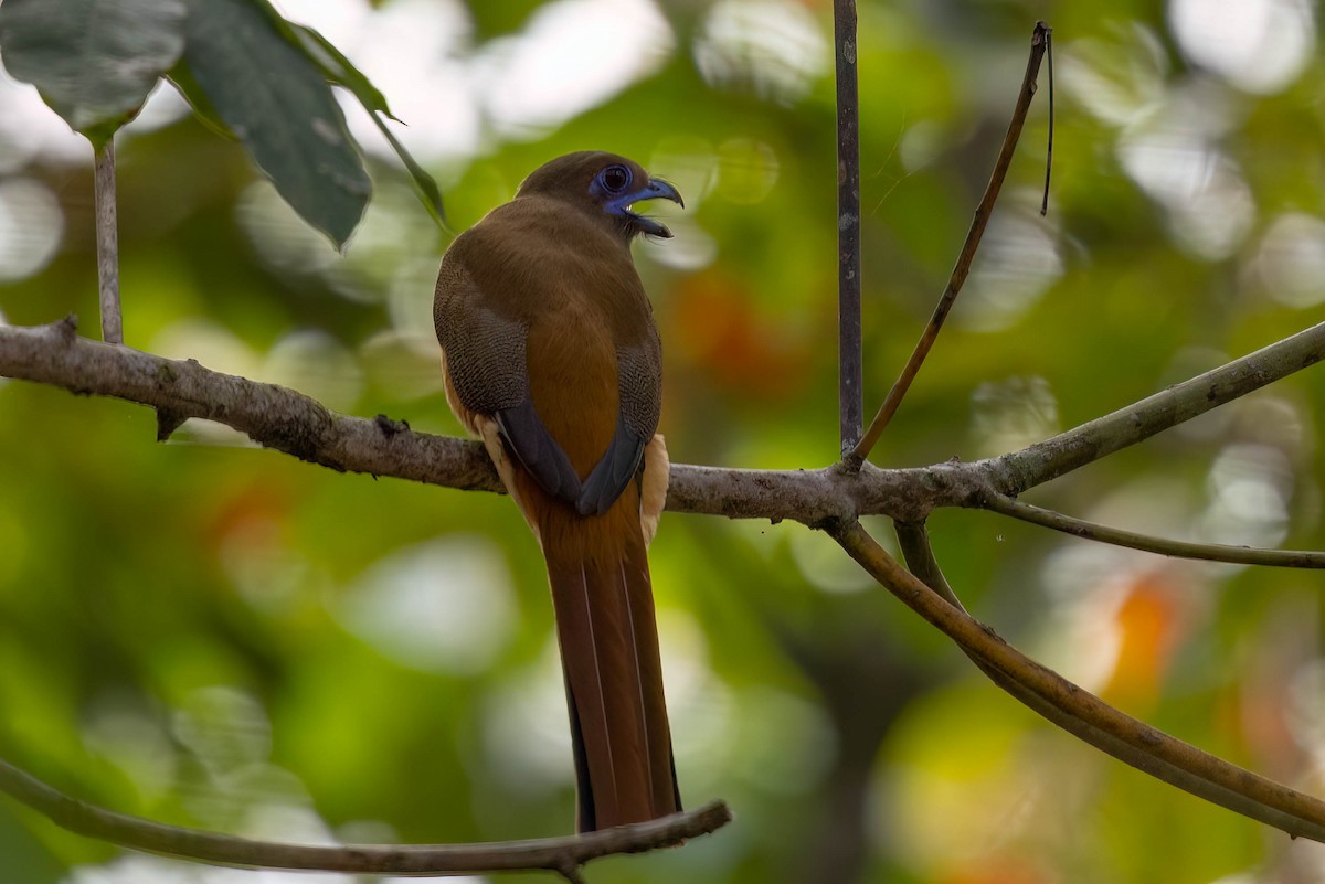 Trogon de Malabar - ML646939970