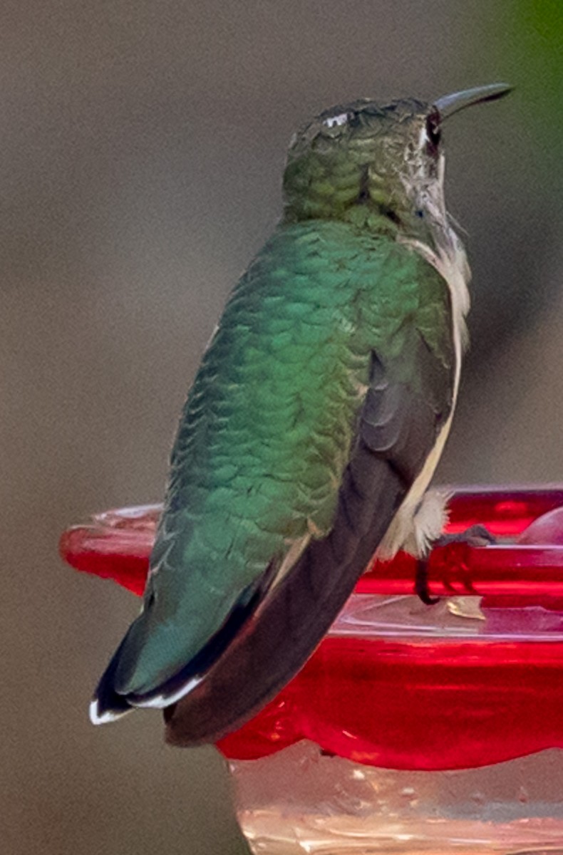 Black-chinned Hummingbird - ML646939972