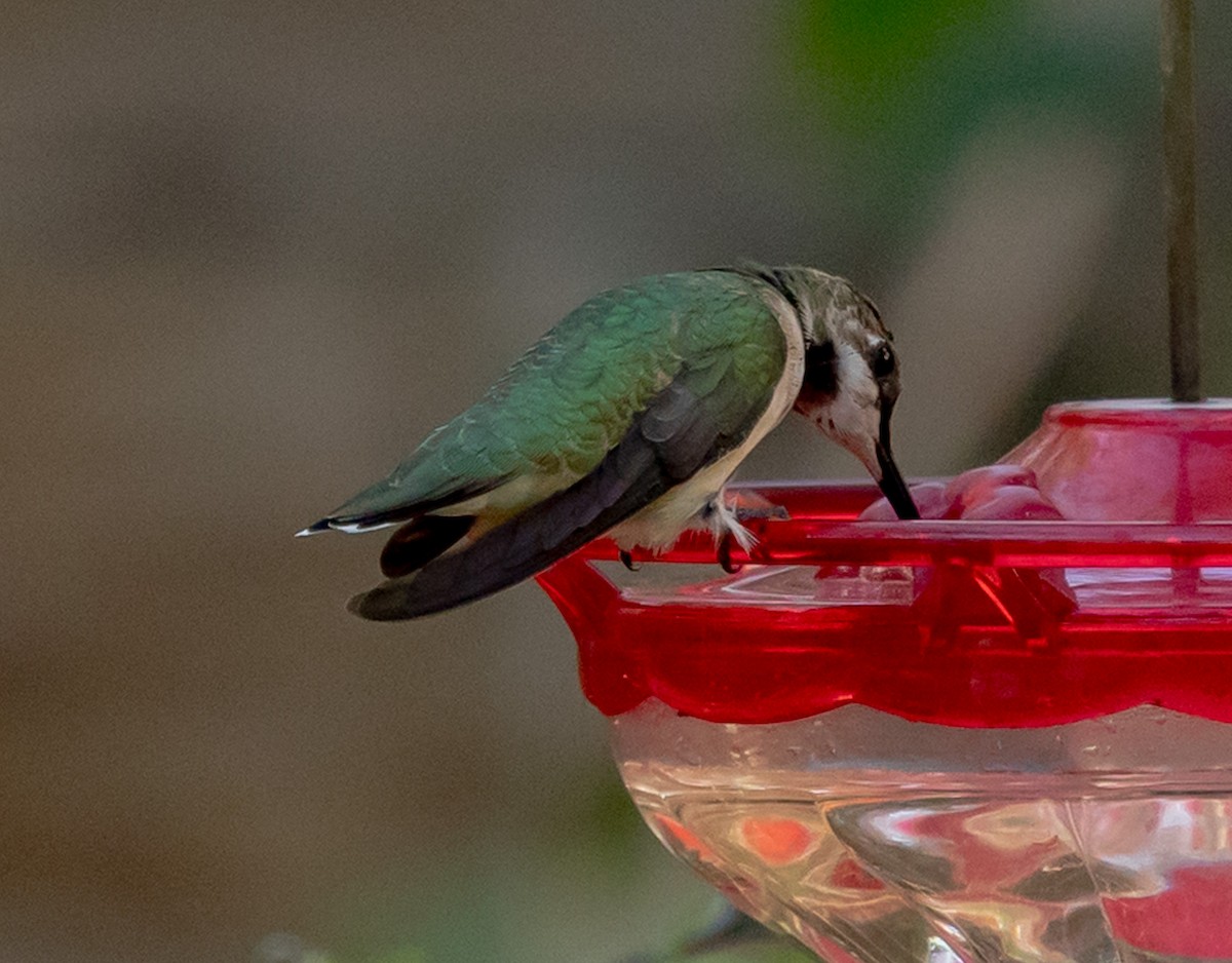 Black-chinned Hummingbird - ML646939975