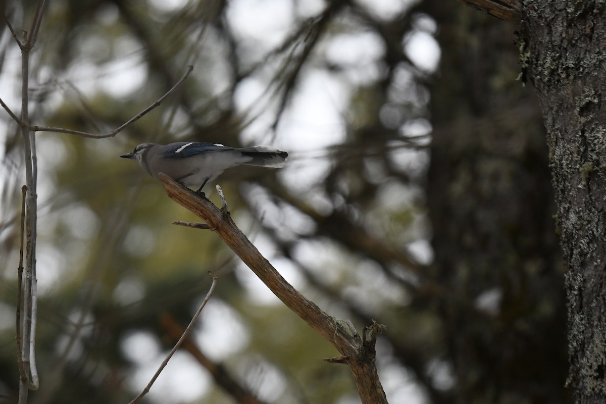 Blue Jay - ML646939976