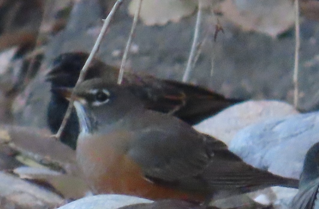 Еполетник червоноплечий - ML646939986