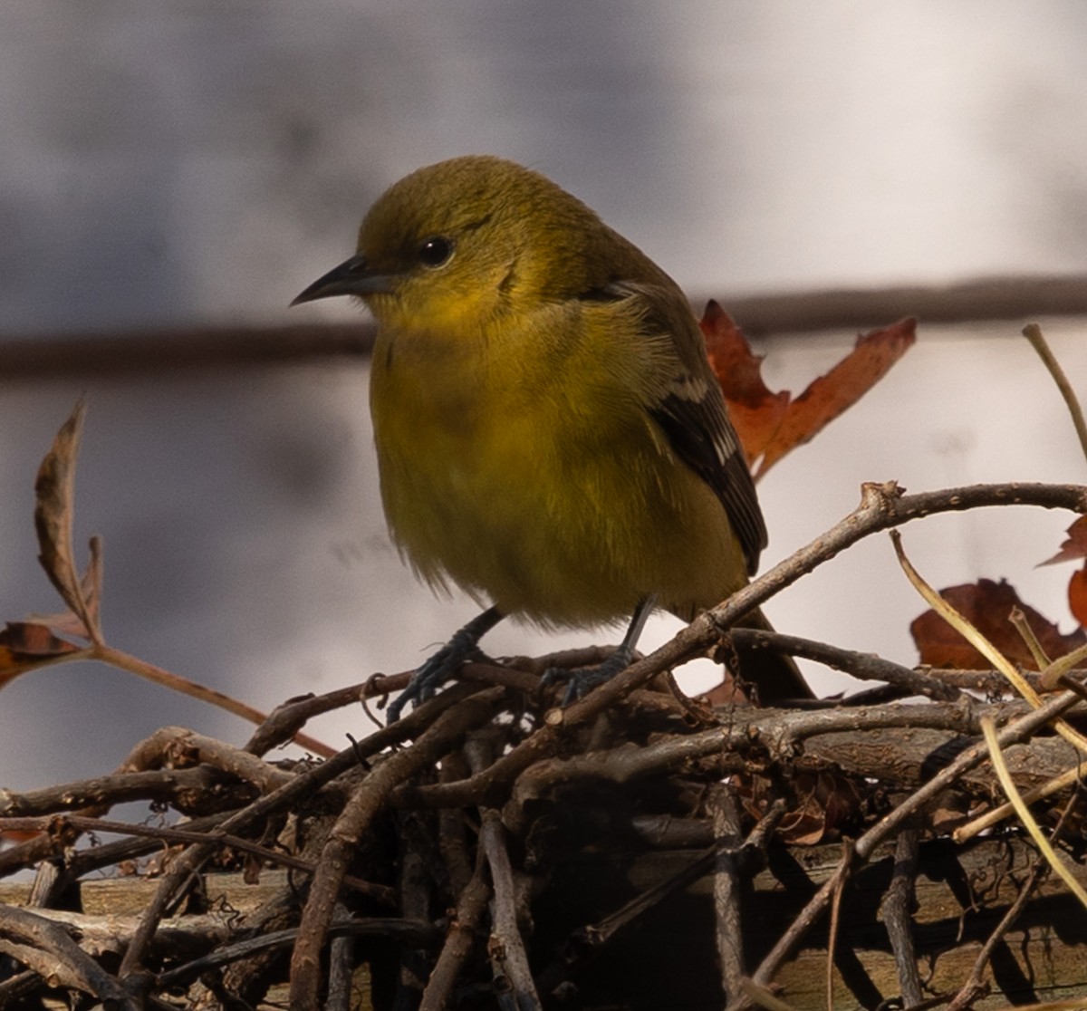 Orchard Oriole - ML646939990