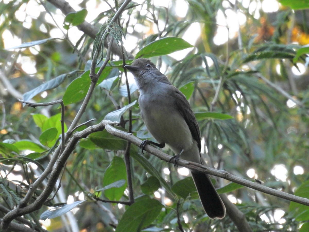 Short-crested Flycatcher - ML646939997