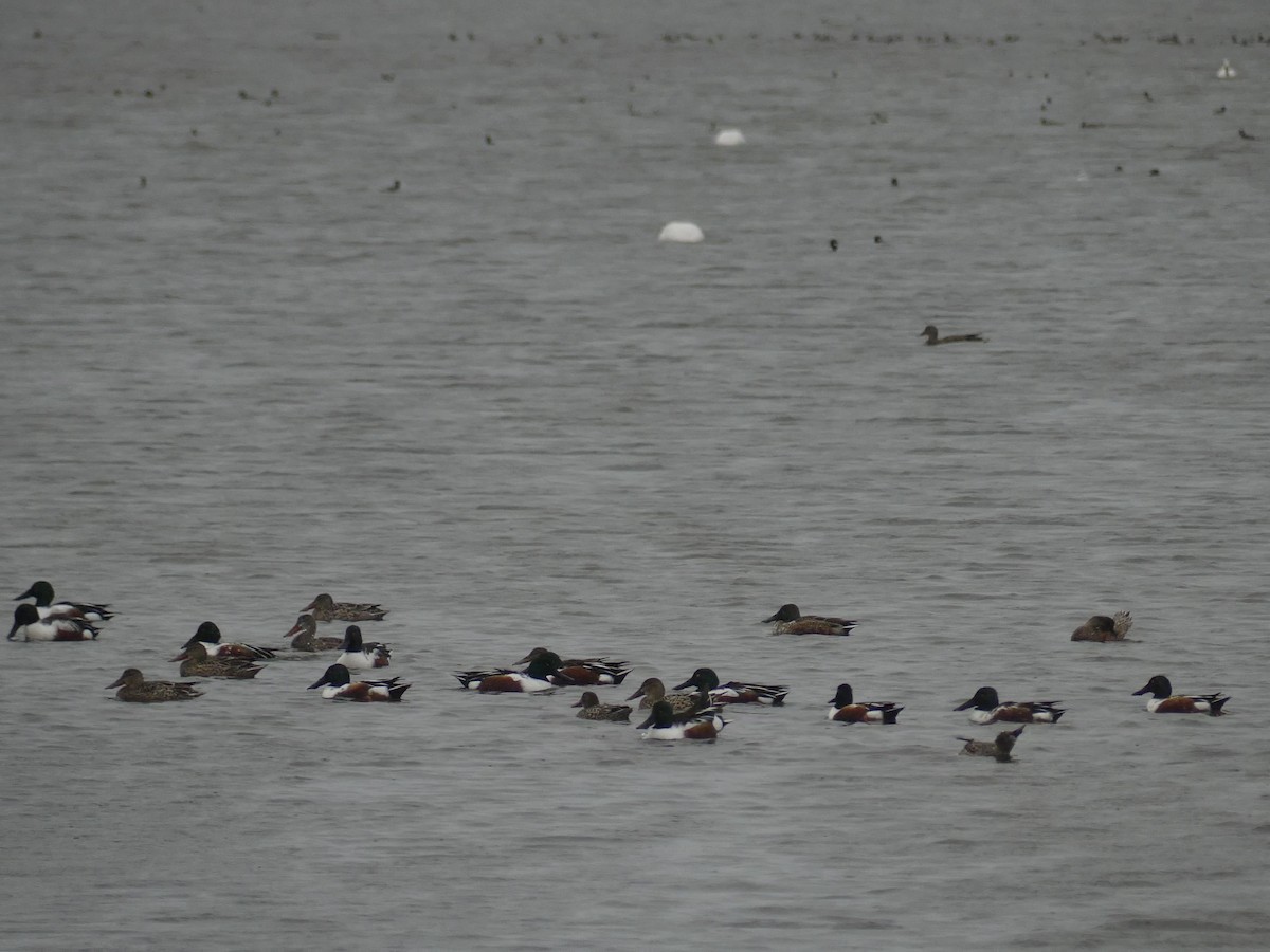 Northern Shoveler - ML646939998