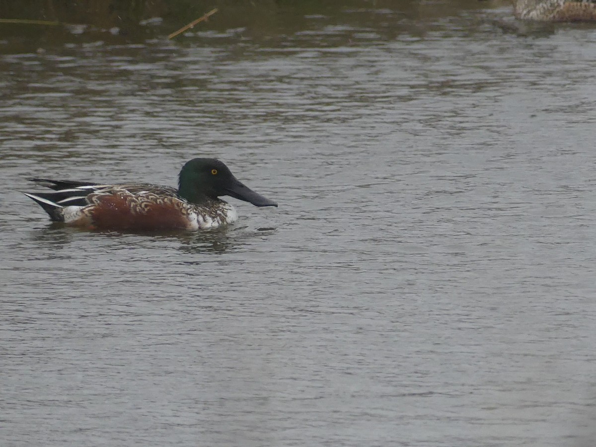 Northern Shoveler - ML646939999
