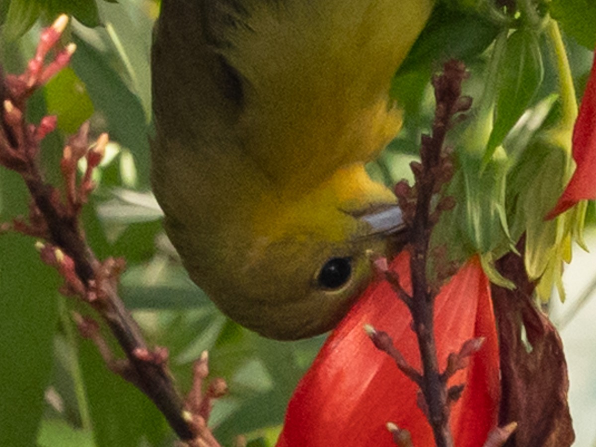 Orchard Oriole - ML646940000