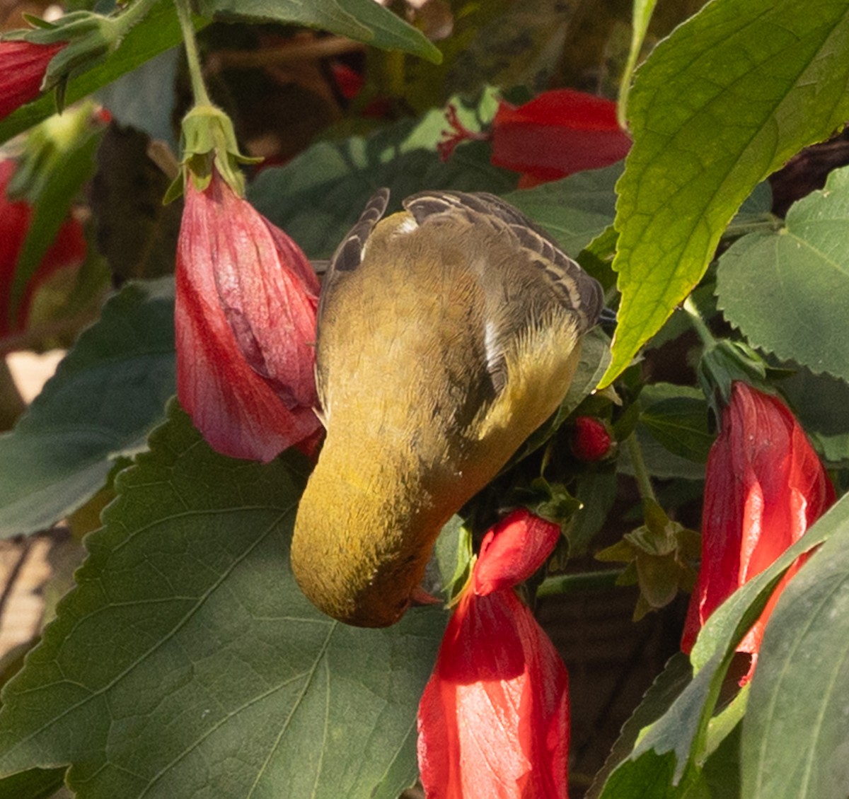 Orchard Oriole - ML646940001