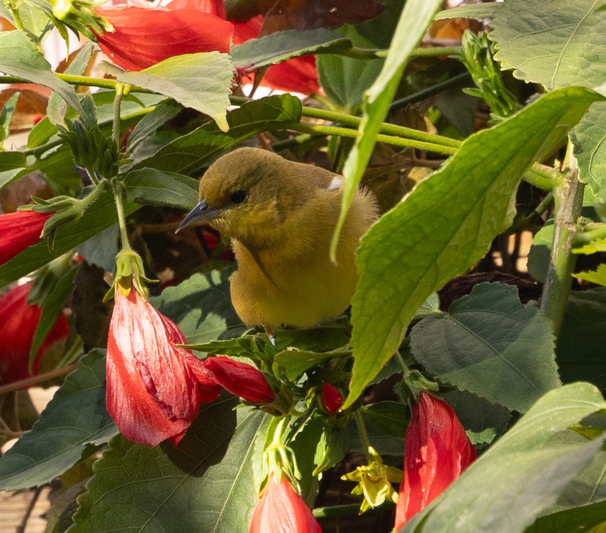 Orchard Oriole - ML646940002