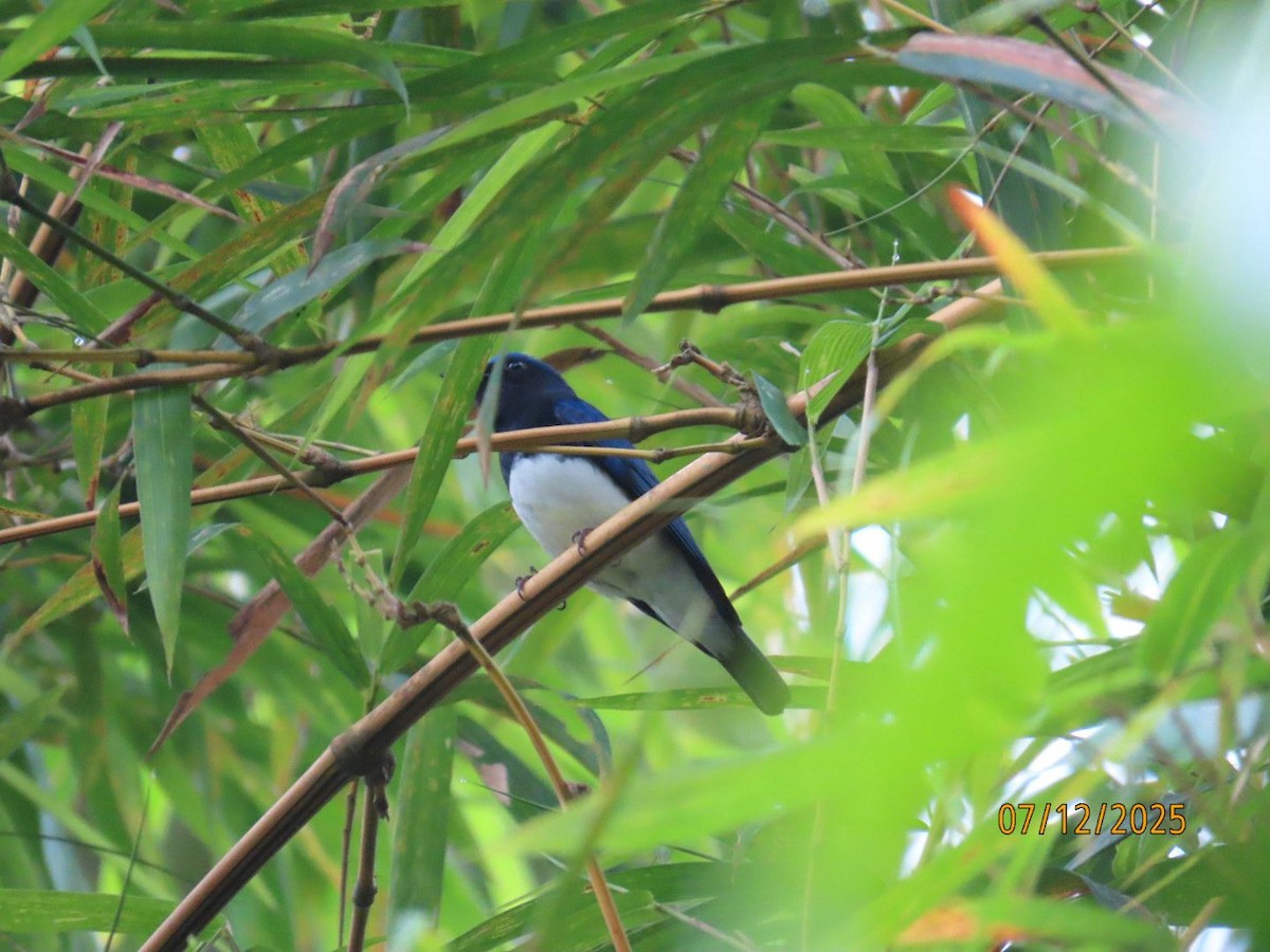 Blue-and-white/Zappey's Flycatcher - ML646940003