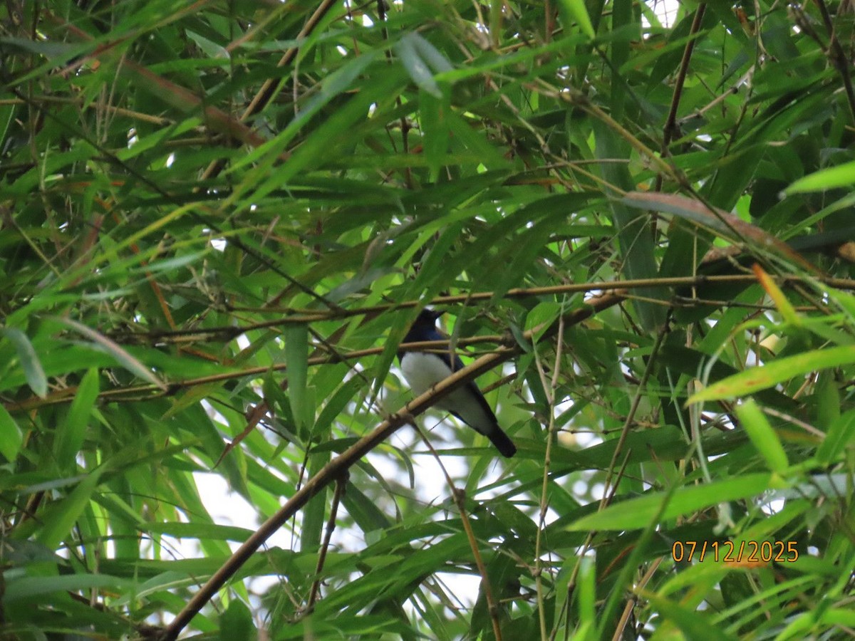Blue-and-white/Zappey's Flycatcher - ML646940004