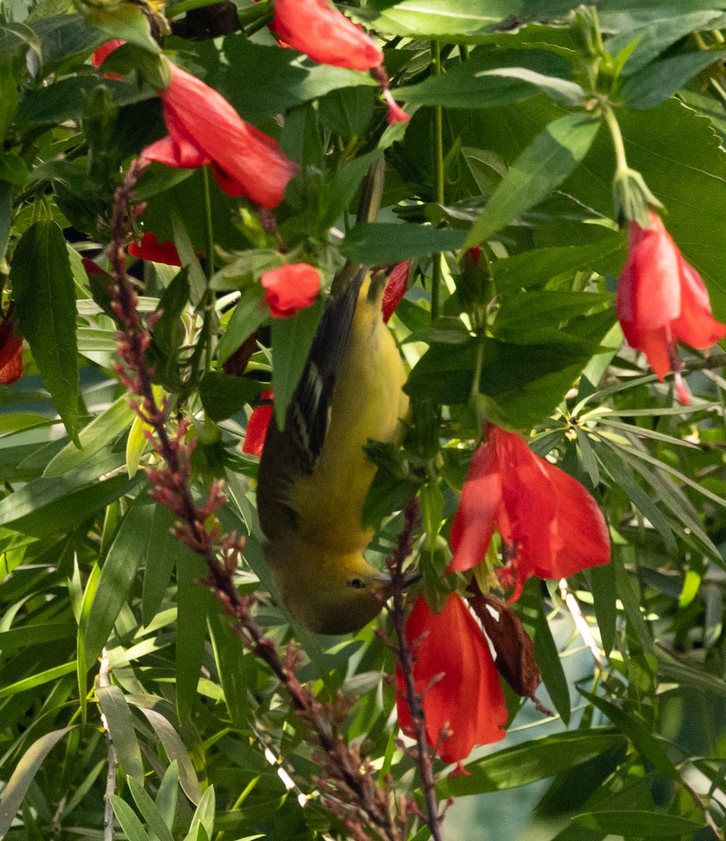 Orchard Oriole - ML646940005