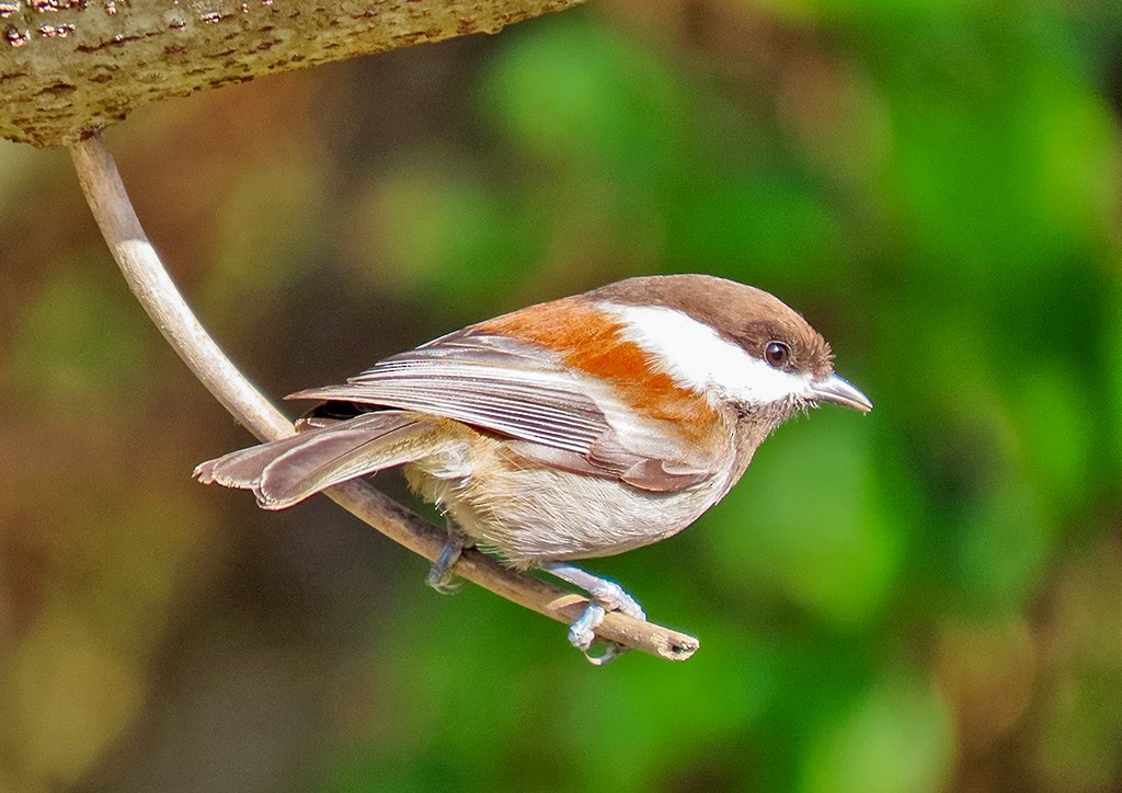 Rotrückenmeise - ML646940013